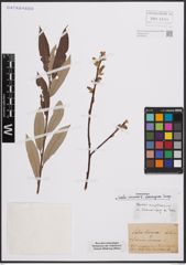 Foto von Salix cinerea L. x Salix eleagnos Scop.